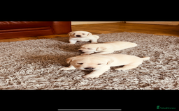 Labrador Retriever dogs for sale: Exceptional quality  - Image 10