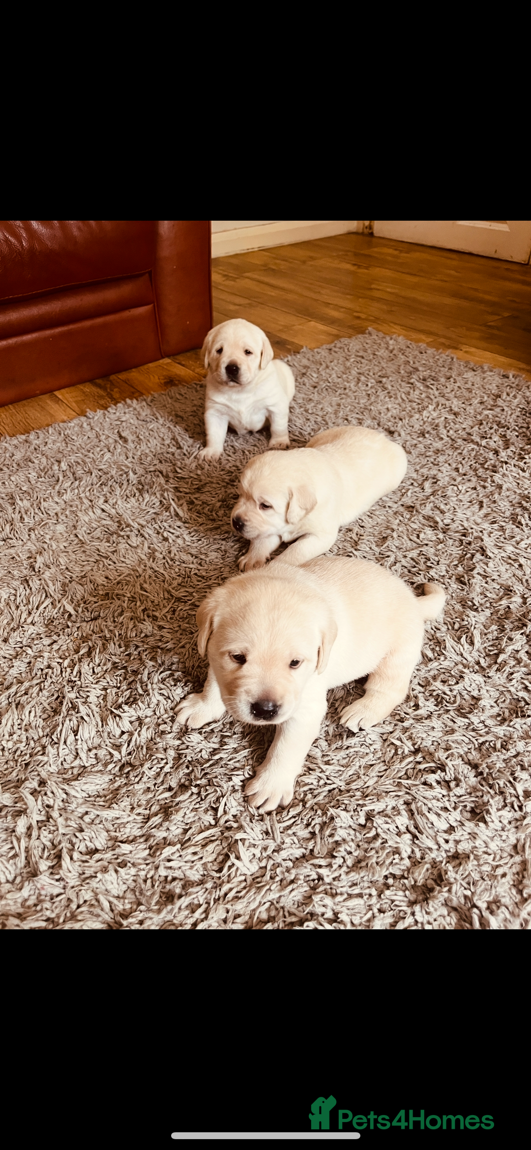 Labrador Retriever dogs for sale: Exceptional quality  - Image 10