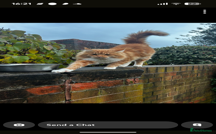 Maine Coon cats 2 boys and 1 girl  - Advert 1