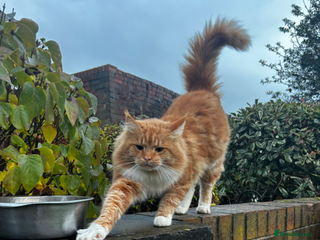 Maine Coon cats 2 boys and 1 girl - Advert 2