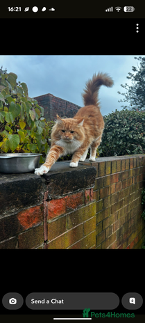 Maine Coon cats 2 boys and 1 girl - Advert 1