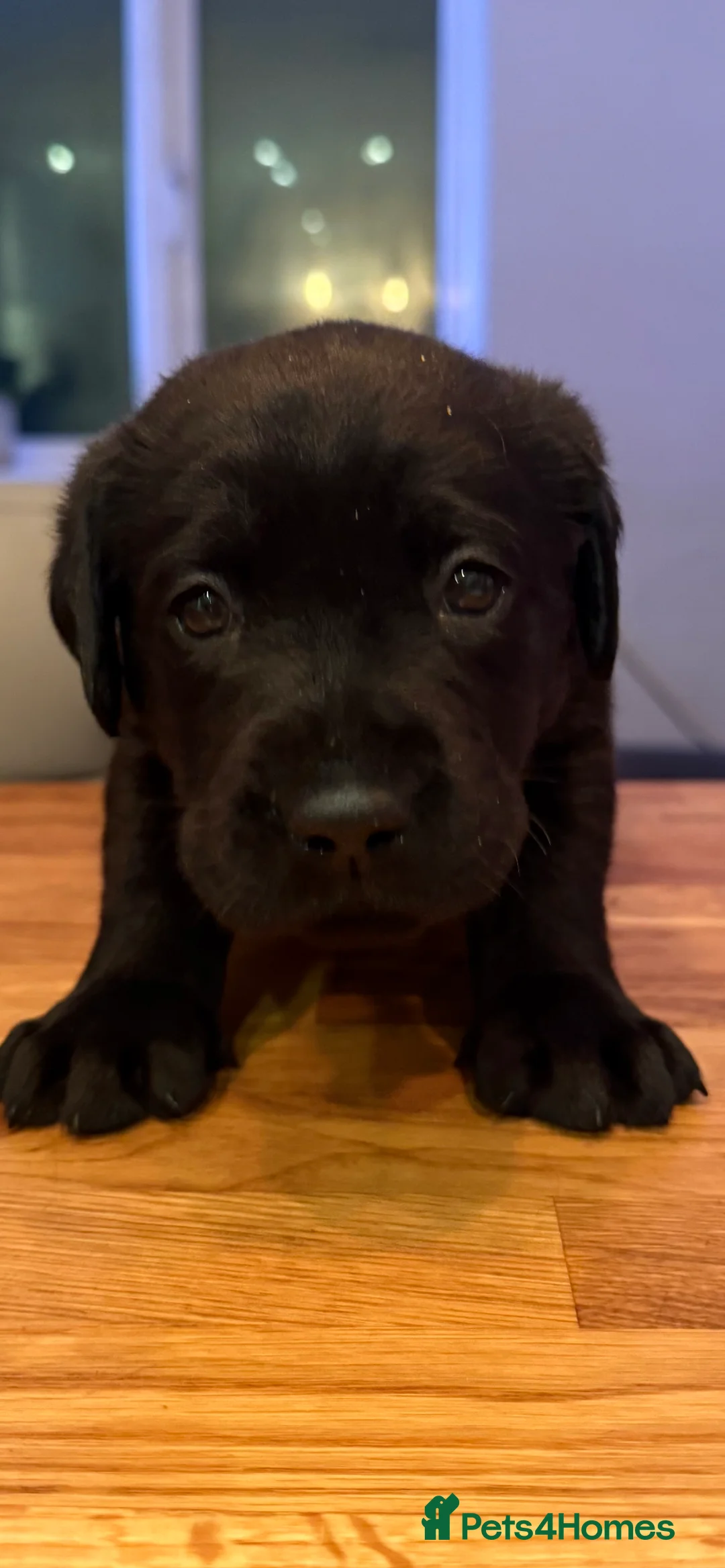 Labrador Retriever dogs for sale: Black Labrador male pup - Advert 3