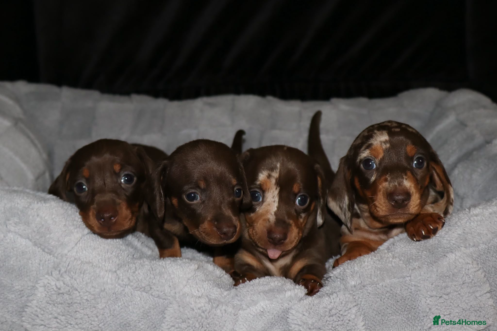 Miniature Dachshund dogs 🩷 4 stunning full miniature dachshund girls 🩷 - Advert 16