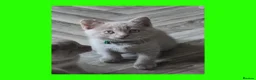British Shorthair cats for sale: Stunning Lilac British Shorthair Kittens For Sale - Advert 23