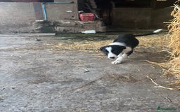 Bearded Collie dogs for sale: 2 collies for sale  - Image 15