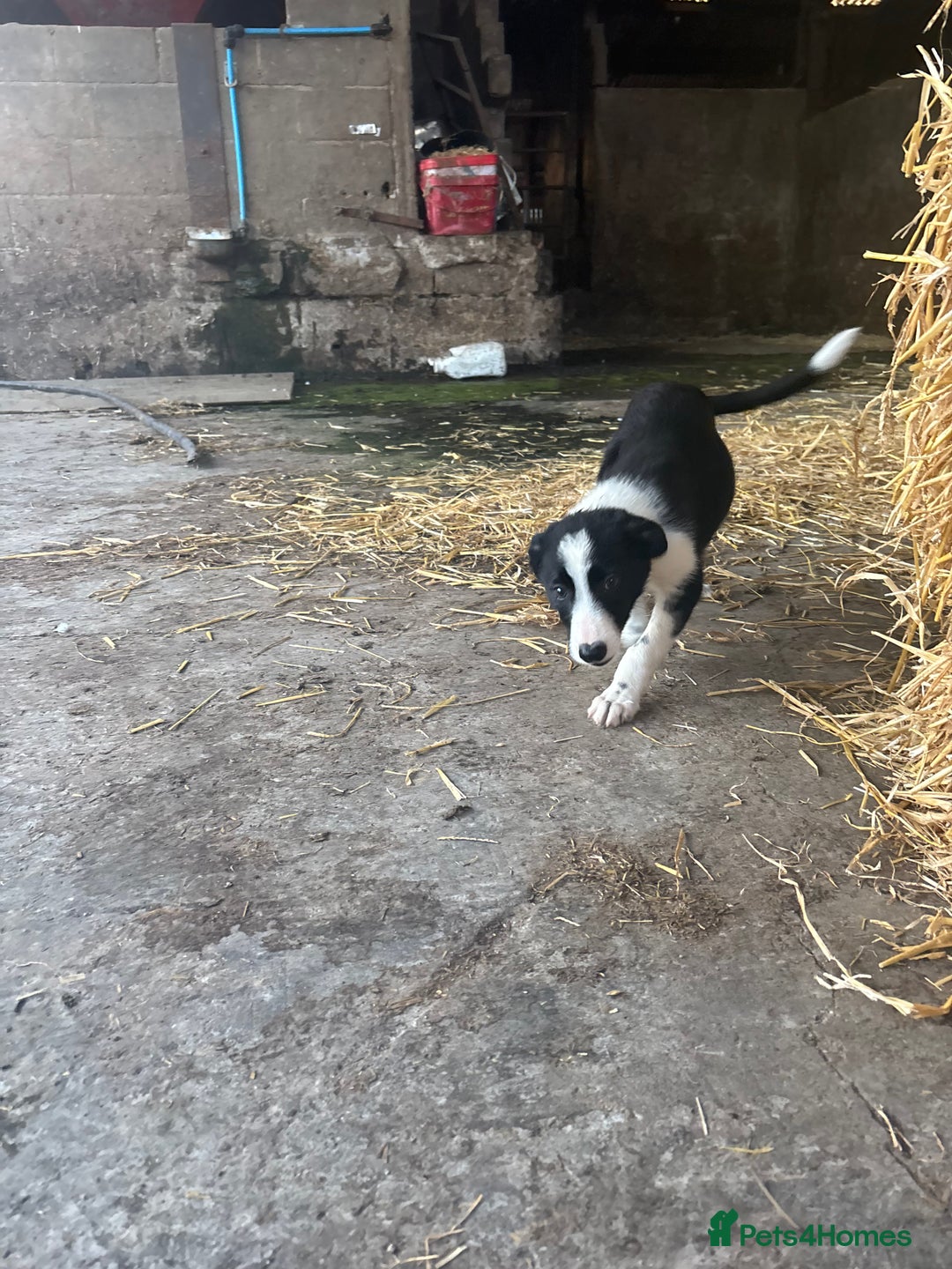 Bearded Collie dogs for sale: 2 collies for sale  - Image 15