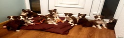 Border Collie dogs for stud: Proven Dual Reg Health Tested Red and White in Doncaster - Advert 20