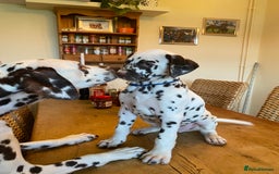 Dalmatian dogs for sale: Top quality show type Dalmatian pups 🐶  - Image 37