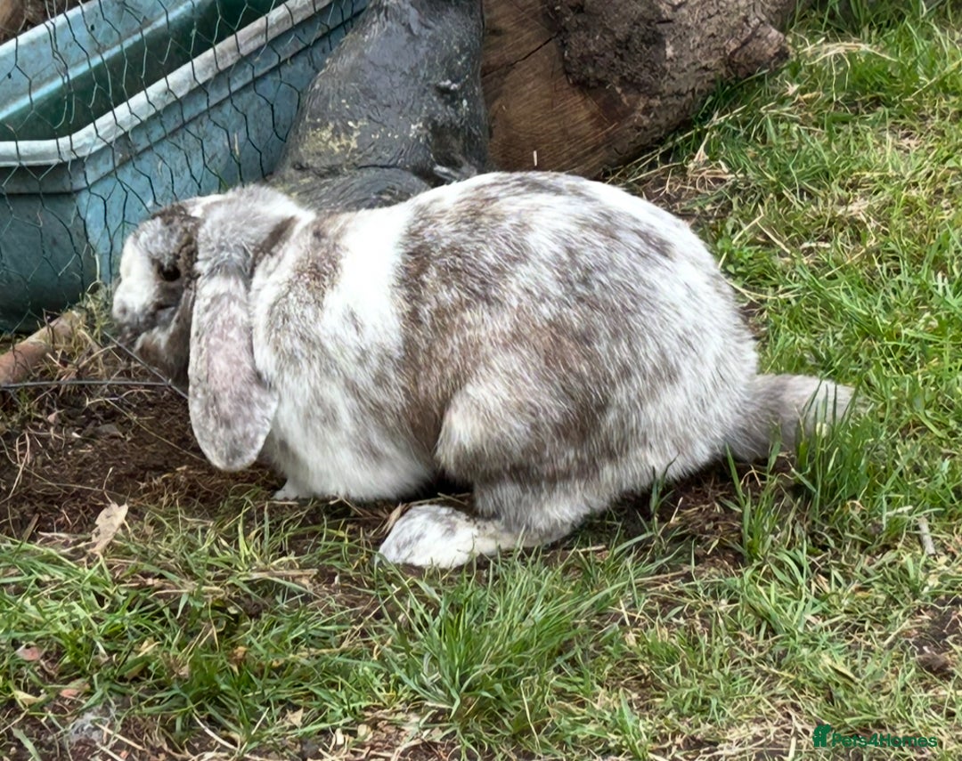 Mixed Breed rabbits for sale: male rabbit looking for new home  - Advert 1