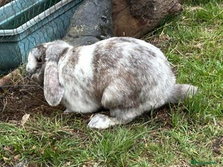 Mixed Breed rabbits male rabbit looking for new home - Advert 1