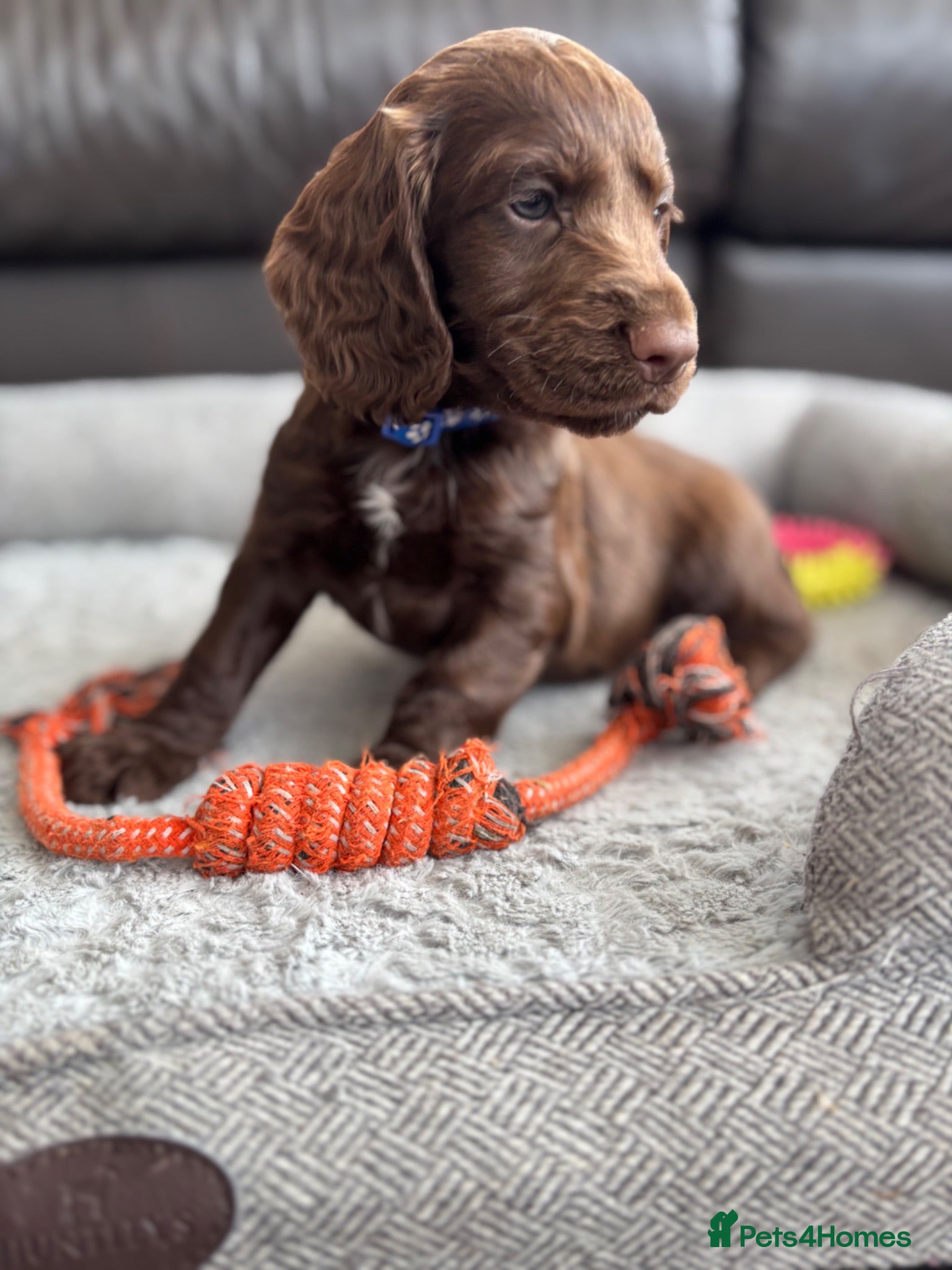 Cocker Spaniel dogs Beautiful KC Cocker Spaniels - Advert 1