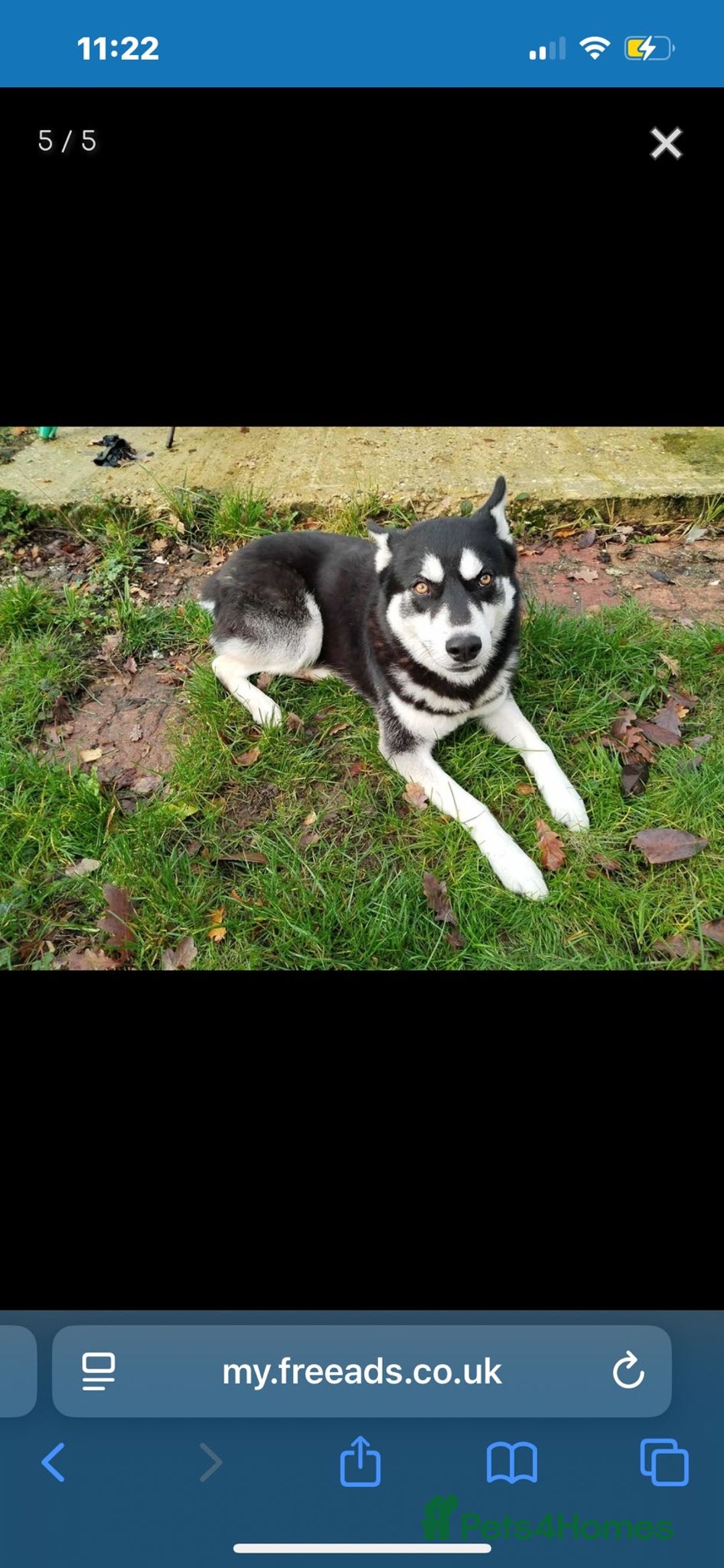 Siberian Husky dogs for stud: Meet Odin  - Advert 3