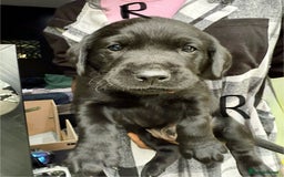Labrador Retriever dogs for sale: EXCELLENT &UNIQUE LAB PUPPIES AV 12 NOV £1450 - Image 30