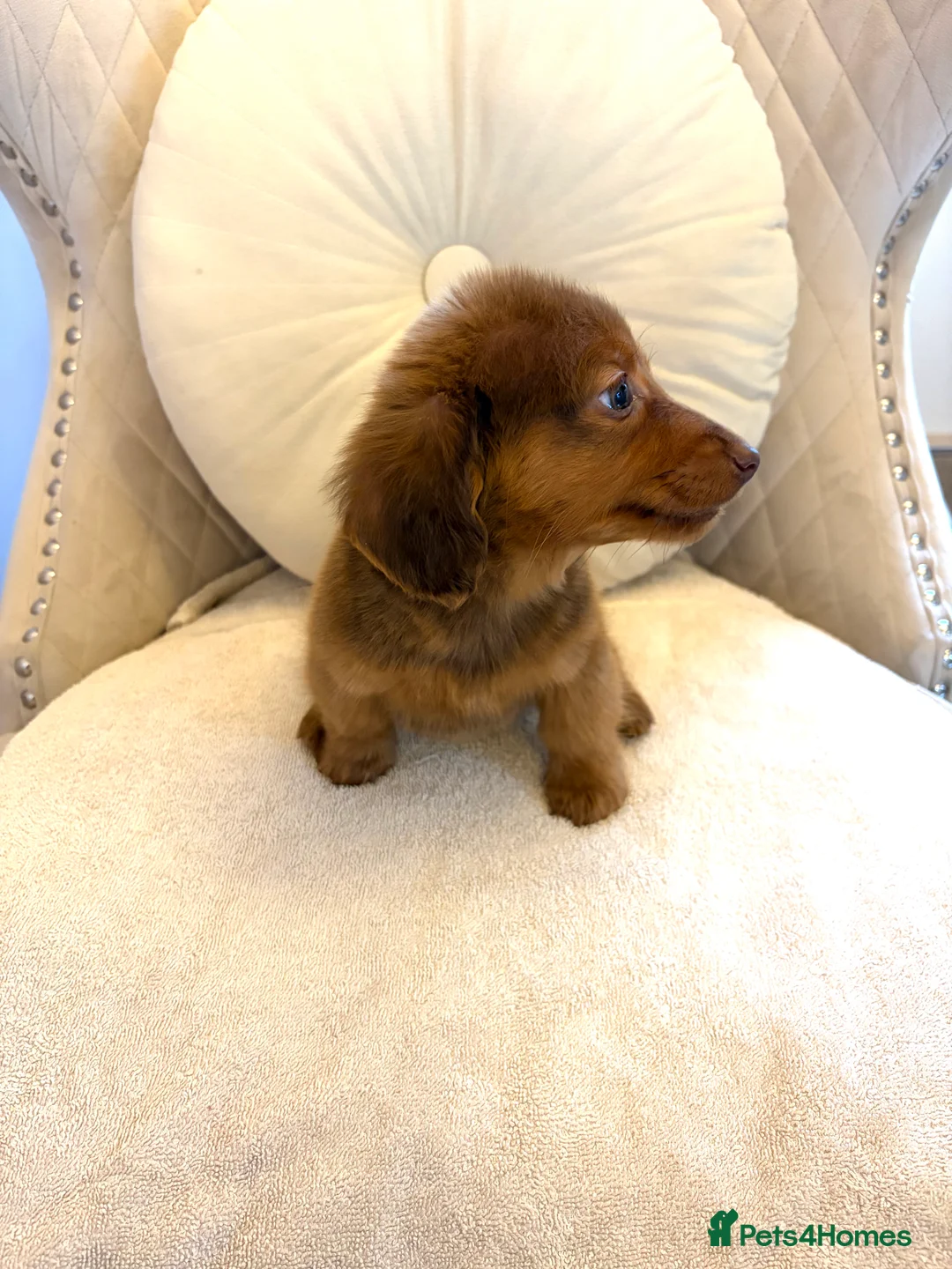 Miniature Dachshund dogs for sale: Dachshund puppy only 1 Boy still available  - Advert 23