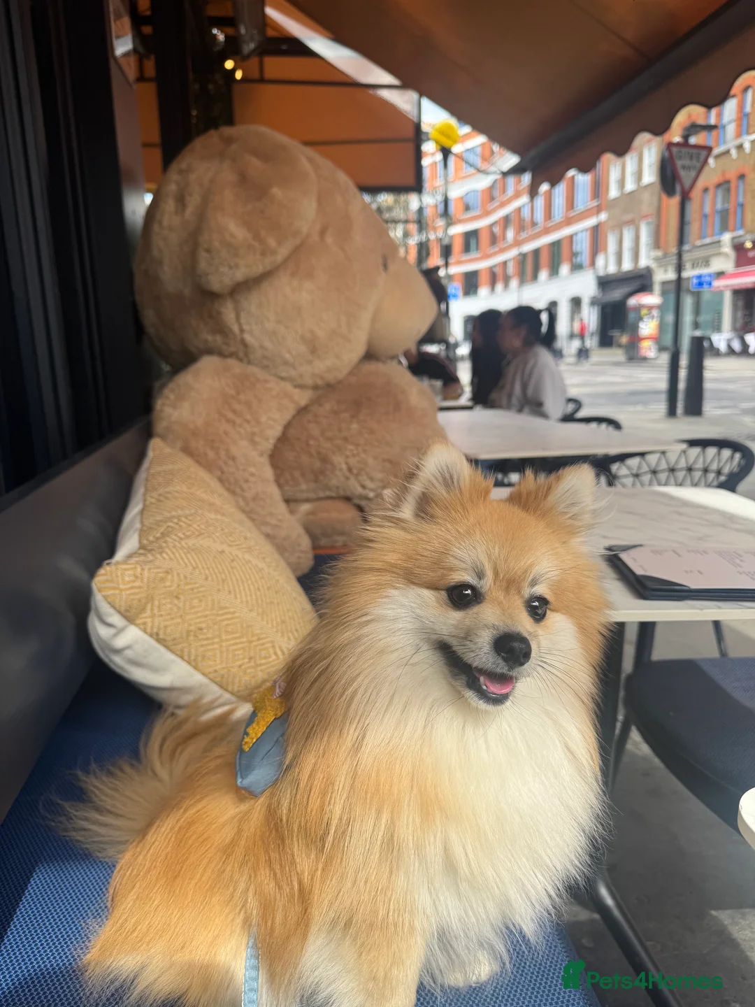 Pomeranian dogs for sale: Simba  - Advert 1