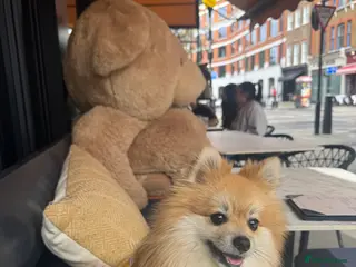 Pomeranian dogs Simba - Advert 1