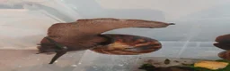 Snails invertebrates for sale: XL Giant African Land Snails in Bristol - Advert 2