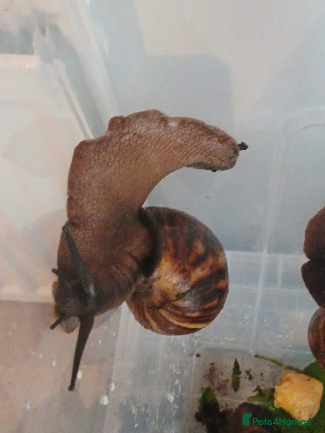 Snails invertebrates for sale: XL Giant African Land Snails in Bristol - Advert 2