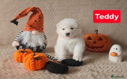 Samoyed dogs for sale: Beautiful Samoyed Puppies! ✨* - Image 10