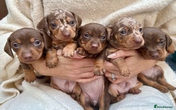 Miniature Dachshund dogs for sale: Mini Dachshund KC Reg -  ONLY 3 MALE PUPS LEFT!  - Advert 3
