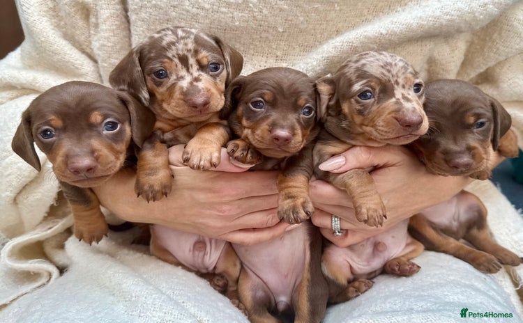 Miniature Dachshund dogs Miniature Dachshund KC Registered Puppies - Advert 1