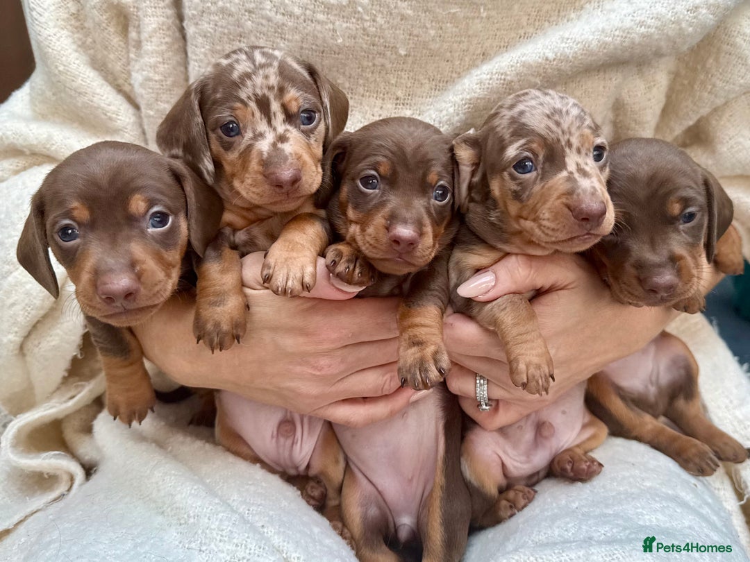 Miniature Dachshund dogs for sale: Mini Dachshund KC Reg -  ONLY 3 MALE PUPS LEFT!  - Advert 3
