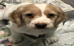 Cocker Spaniel dogs for sale: Working Cocker Spaniels - Image 9