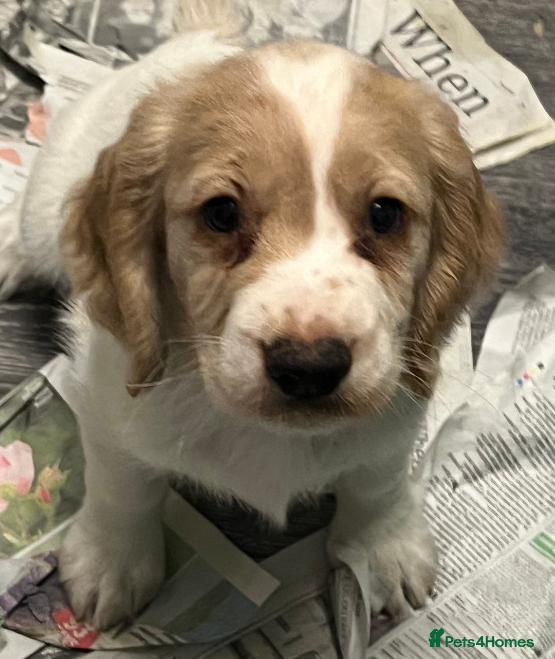 Cocker Spaniel dogs for sale: Working Cocker Spaniels - Image 9