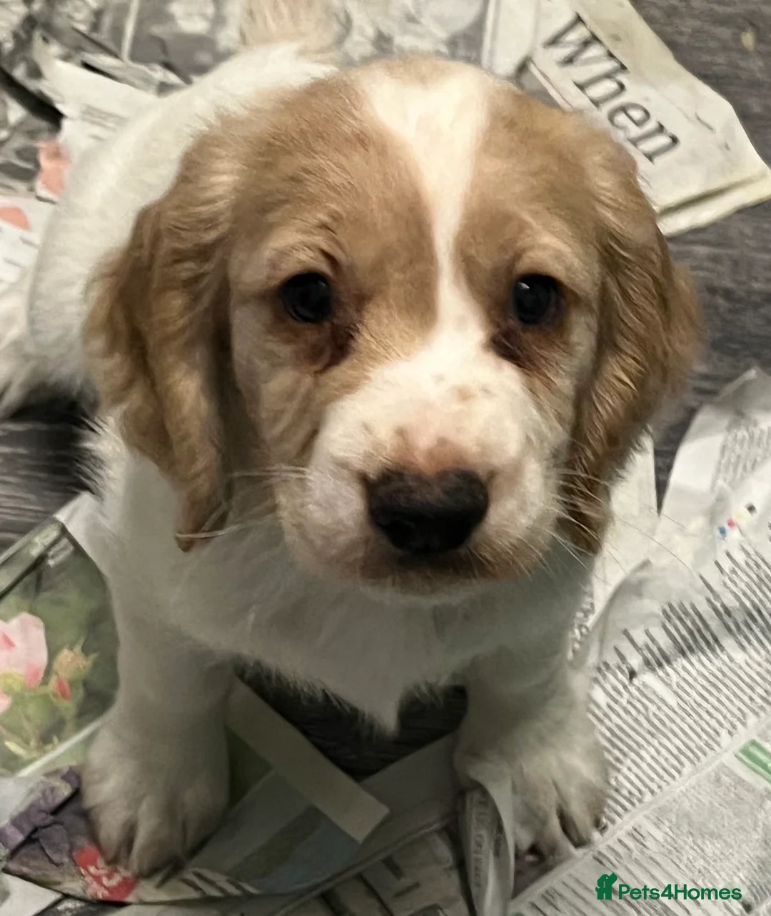 Cocker Spaniel dogs for sale: Working Cocker Spaniels - Advert 16