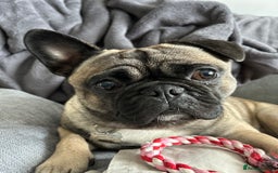 Frug dogs for sale: 2 year old Frug for sale - Image 4