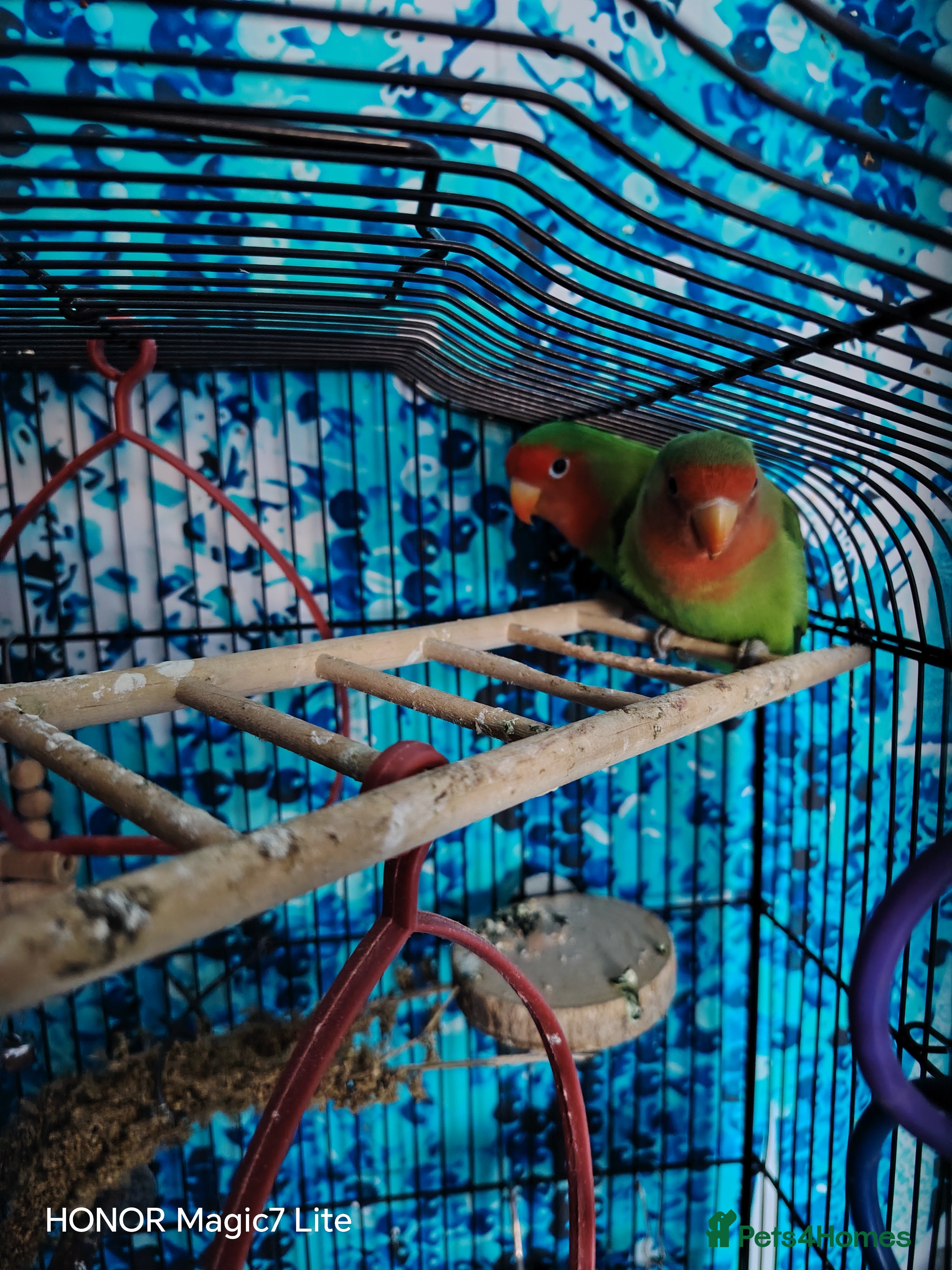 Lovebirds birds Lovebirds  - Advert 2