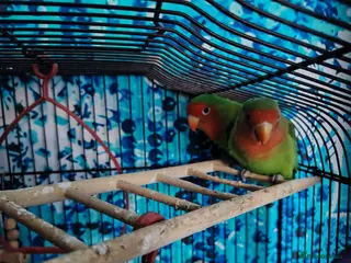 Lovebirds birds Lovebirds - Advert 5