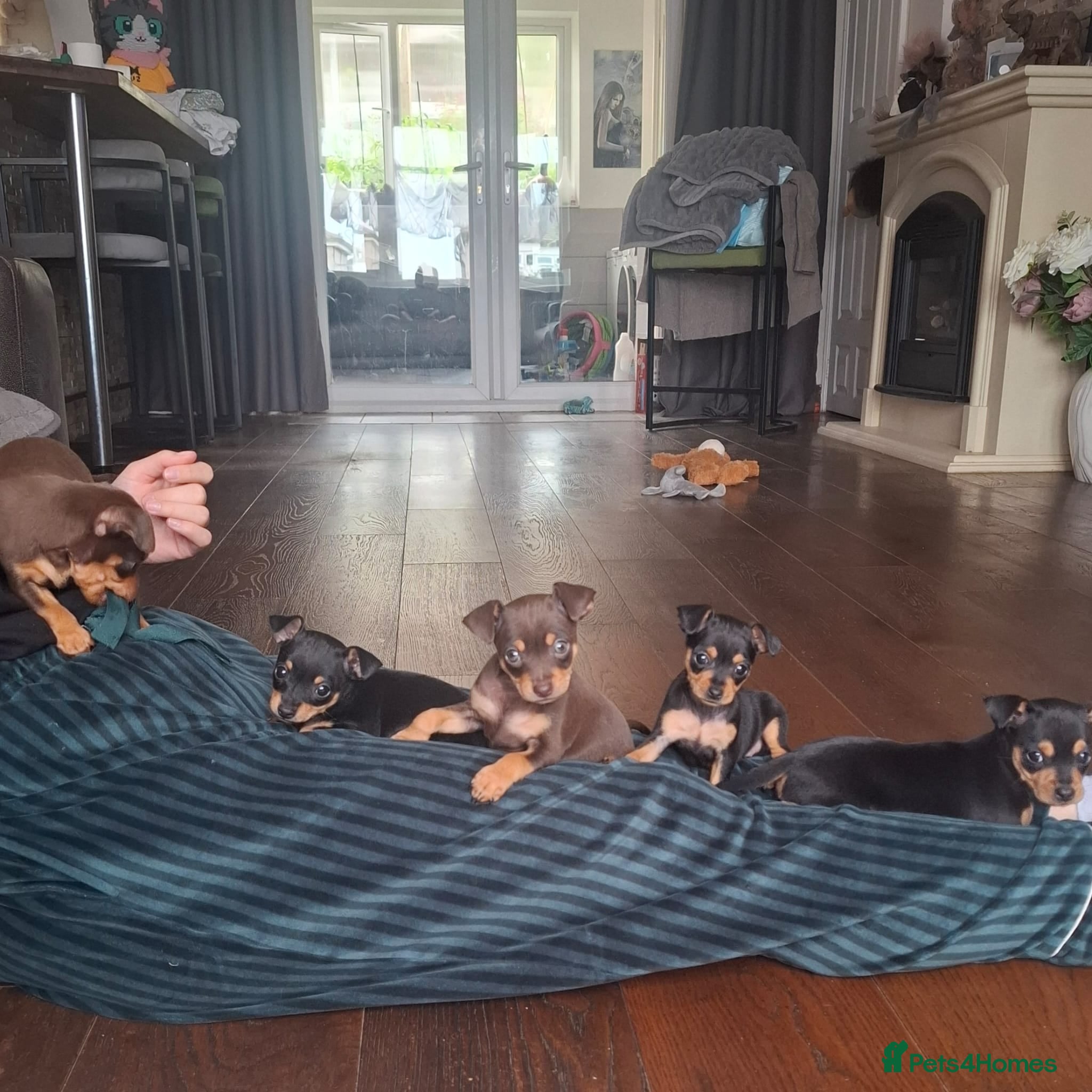 Mixed Breed dogs Miniature Pinscher x Russian Toy Terrier Puppies - Advert 2