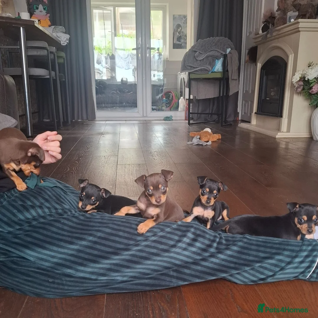 Mixed Breed dogs for sale: Miniature Pinscher x Russian Toy Terrier Puppies - Advert 1