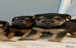 Lakeland Terrier dogs for sale: Beautiful Lakeland Terriers - Image 6