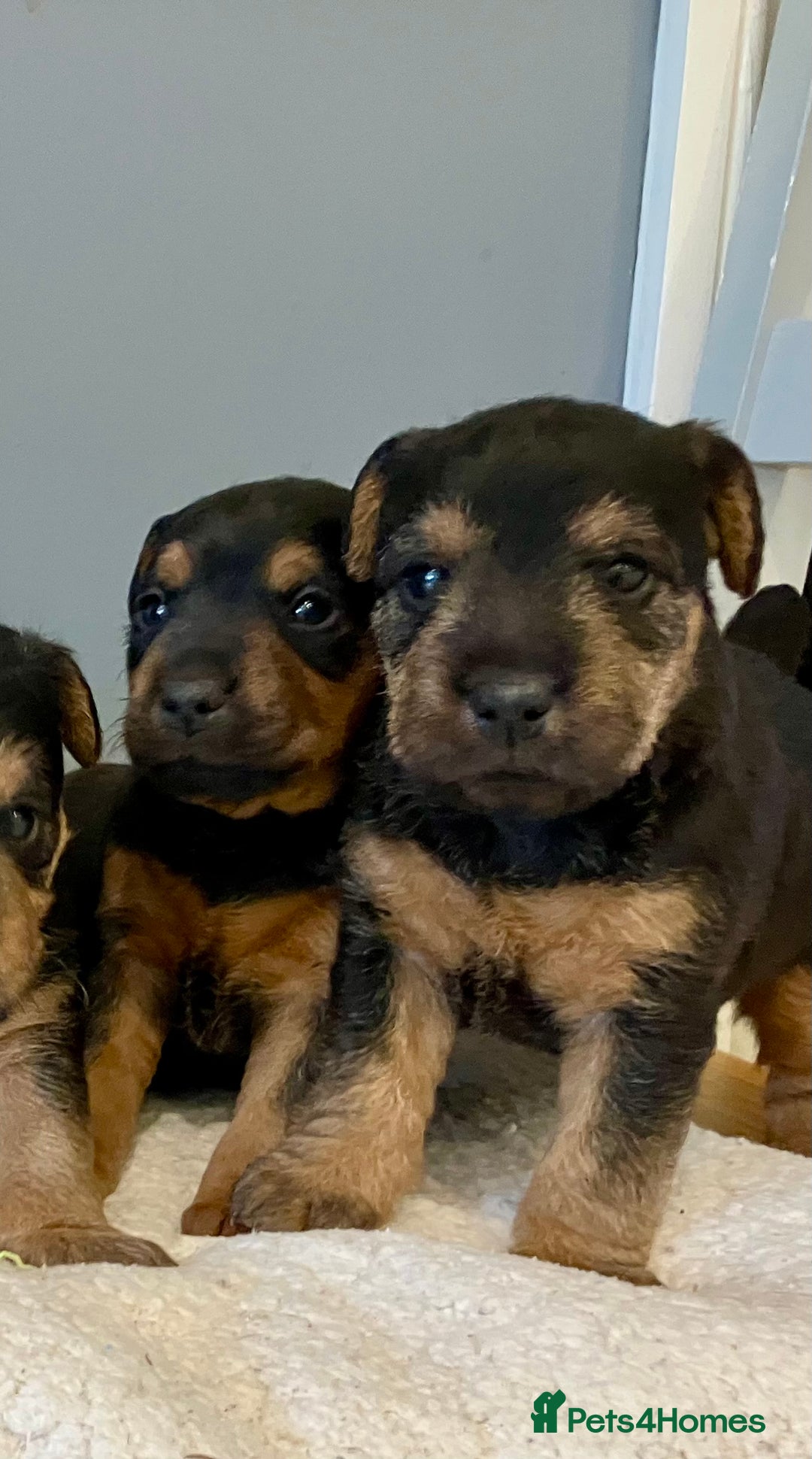 Lakeland Terrier dogs for sale: Beautiful Lakeland Terriers - Image 6