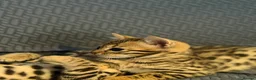 Bengal cats for sale: TICA registered bengal kittens  - Advert 7