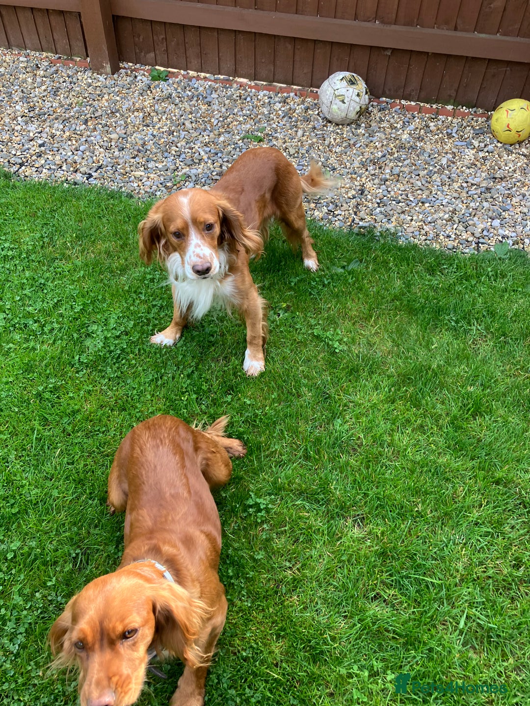 Cocker Spaniel dogs for sale: Cocker Spaniel pups, KC reg, health tested parents - Advert 6