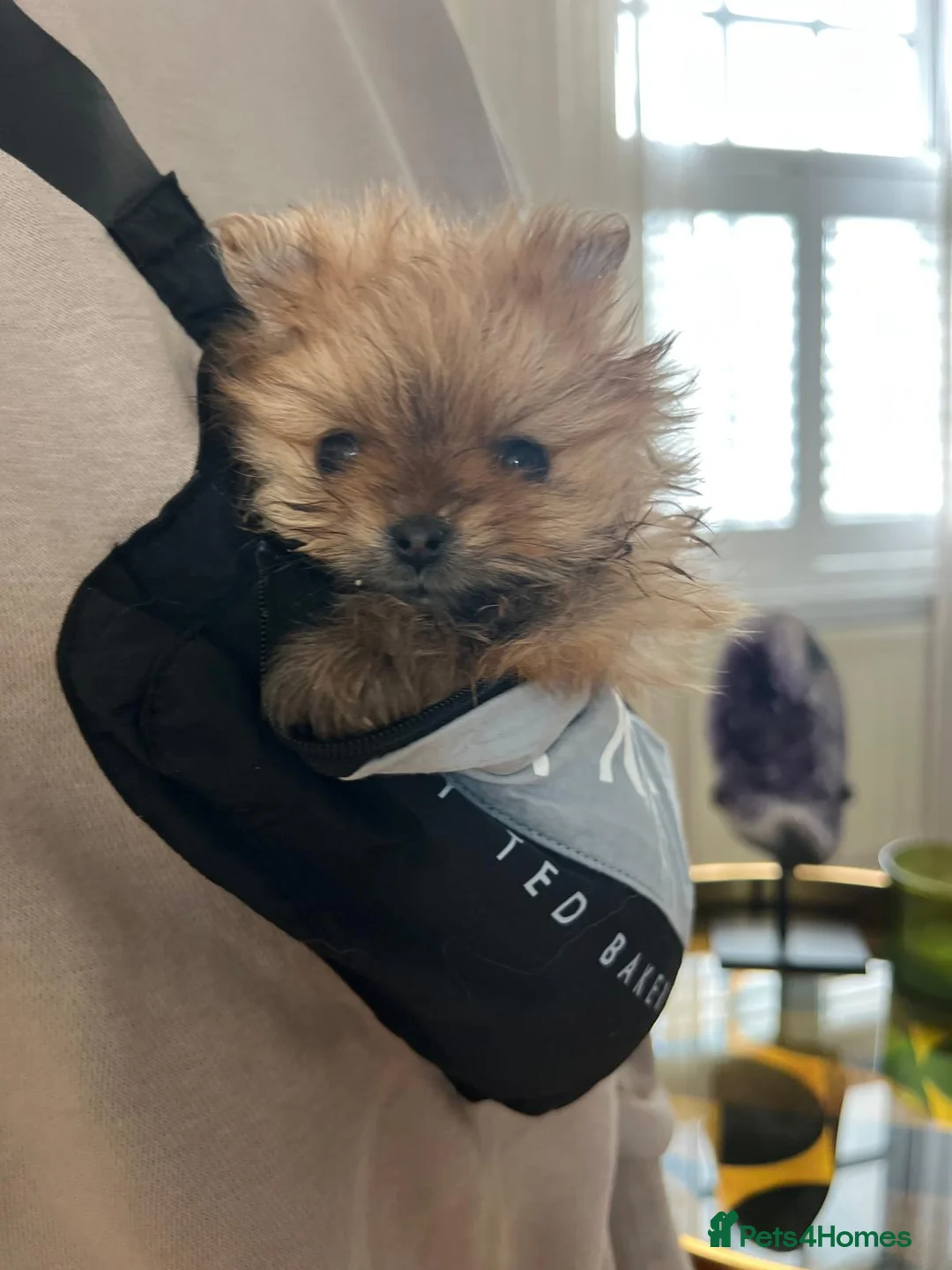 Pomeranian dogs for sale: READY NOW Rare Rich Orange Tiny Teddy Bear KC Pom - Advert 2