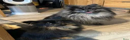 Pomeranian dogs for sale: Black long haired female 8-month Pomeranian  in London - Advert 2