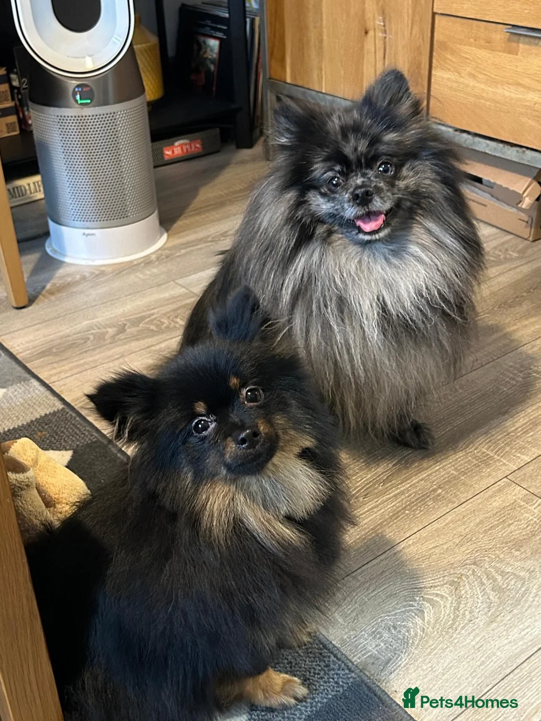 Pomeranian dogs for sale: Black long haired female 8-month Pomeranian  in London - Advert 2