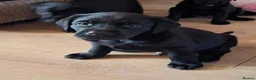 Labrador Retriever dogs for sale: Beautiful Black Labrador Pups - Advert 16