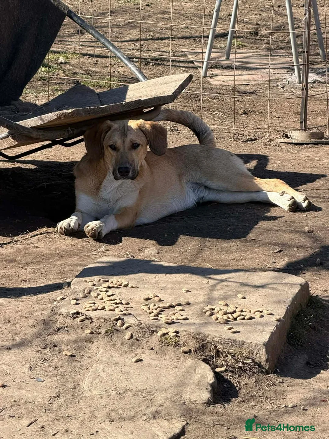 Mixed Breed dogs for adoption: JERRY – a Golden-Hearted Boy with a Playful Spirit - Advert 2