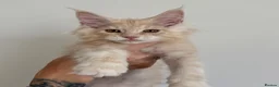 Maine Coon cats for sale: Champion line kittens 🥰 - Advert 35