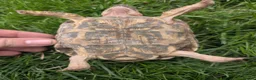 Tortoise reptiles for sale: 1x CB15 M and 1x CB19 F Indian Star Tortoise in Lincoln - Advert 3