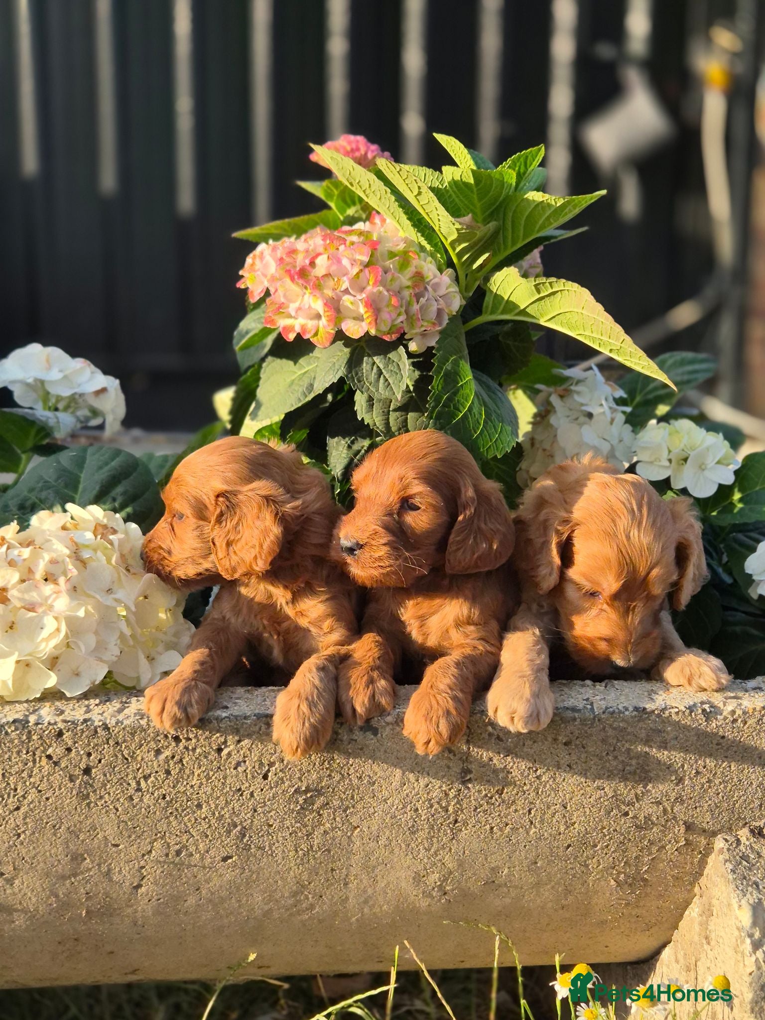 Cockapoo dogs F1 Cockapoo Puppies - Advert 1