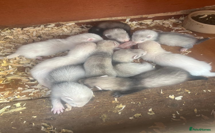 Ferret rodents - Advert 1