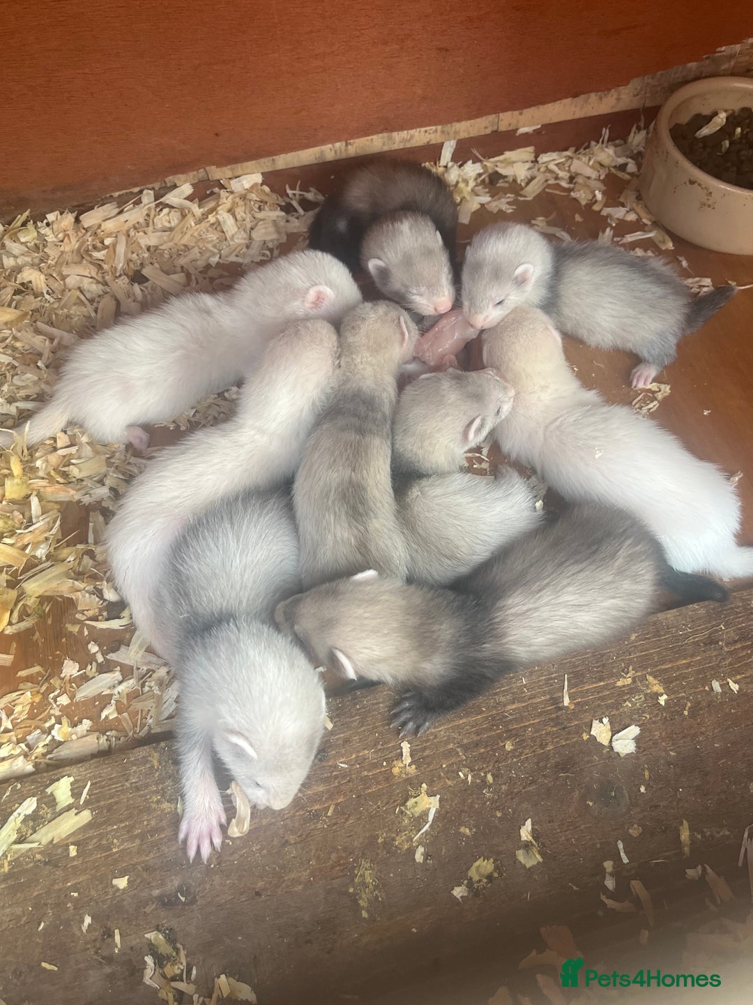 Ferret rodents for sale: Ferrets for sale. - Image 1