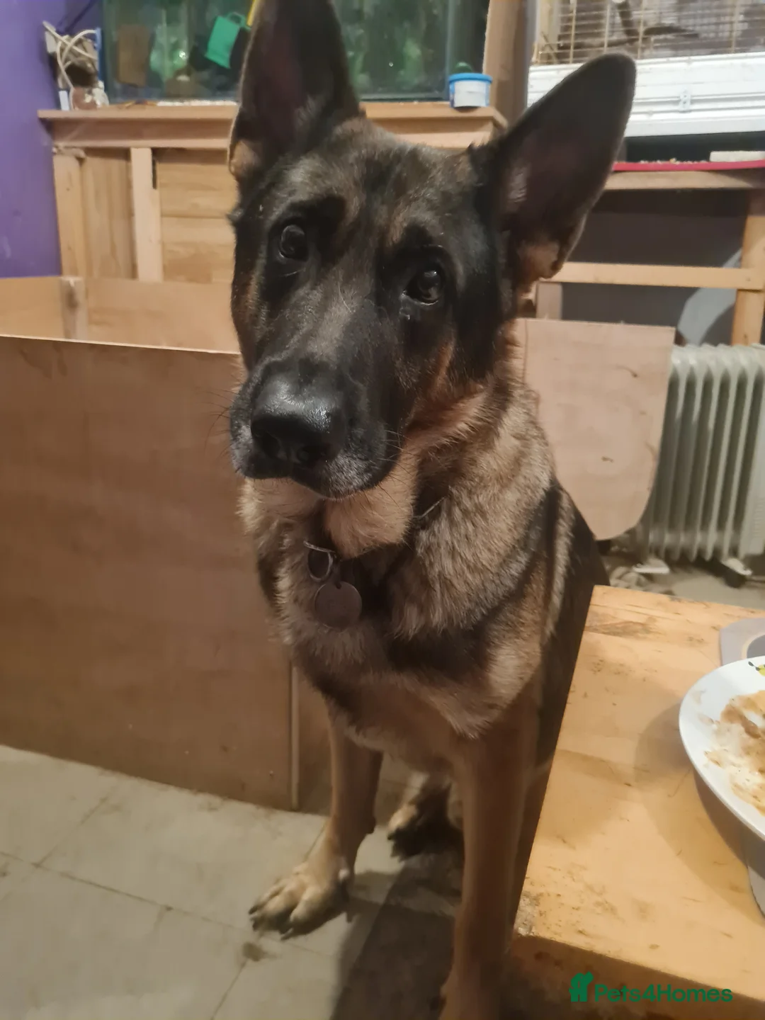 Mixed Breed dogs for sale: Mixed breed pups for sale - Advert 5