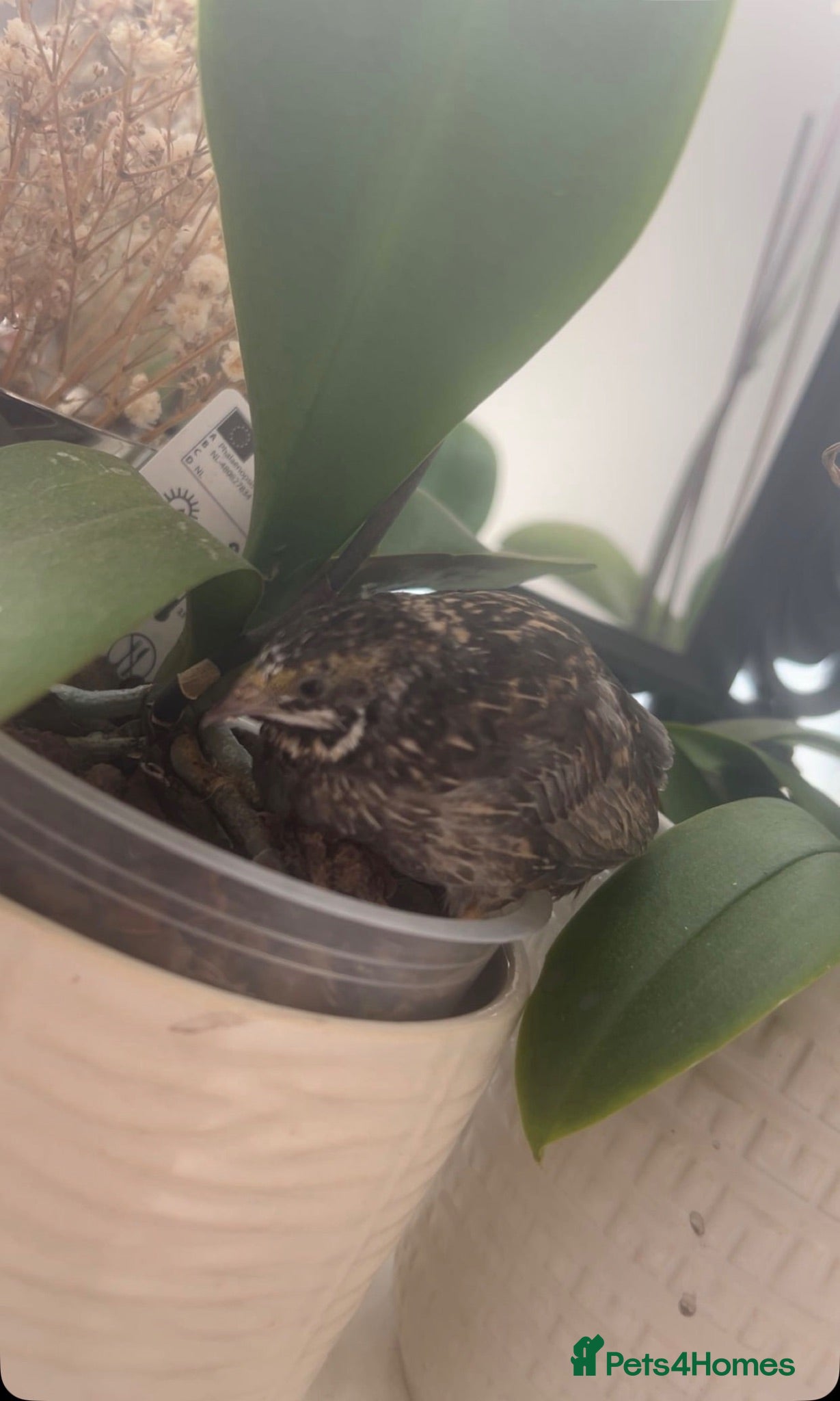 Mixed Breed birds Male young button quail - Advert 7